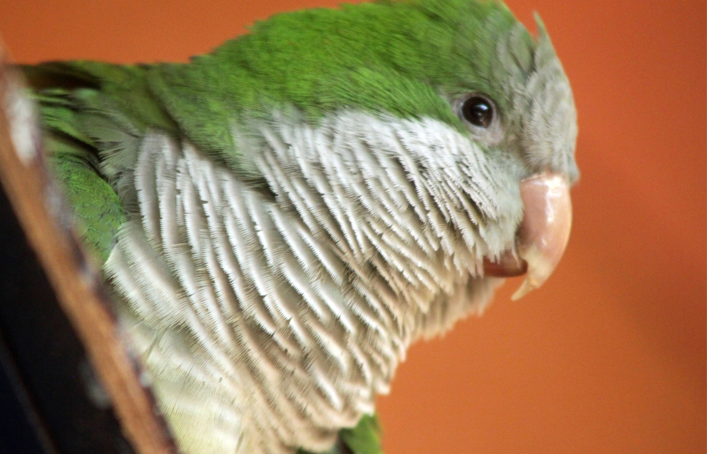 historia de los loros como mascotas