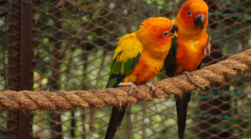 Loros en climas fríos