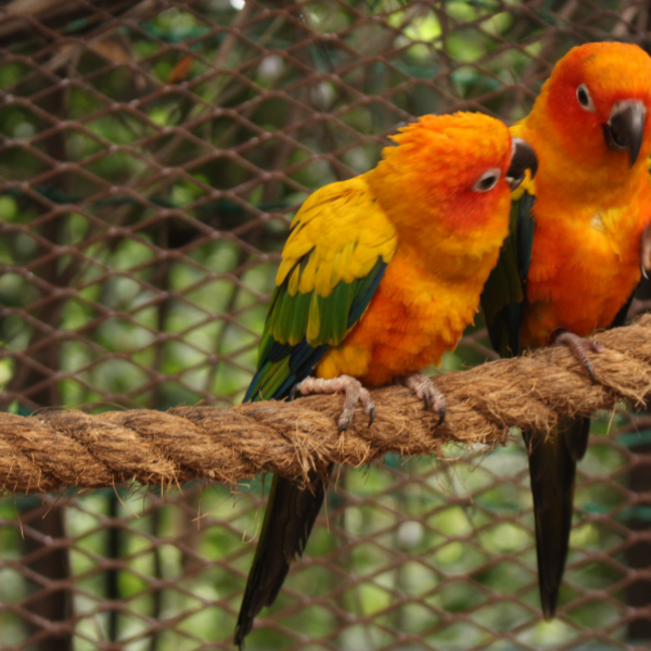 Loros en climas fríos