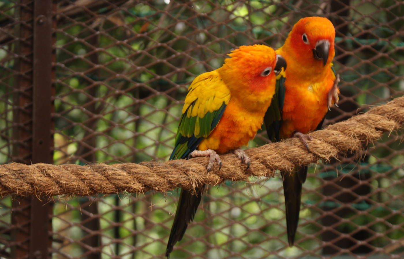 Loros en climas fríos