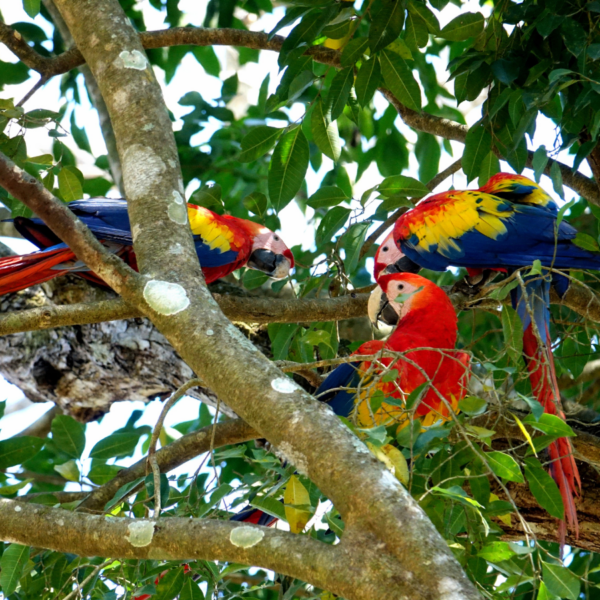 loros y conservación ambiental