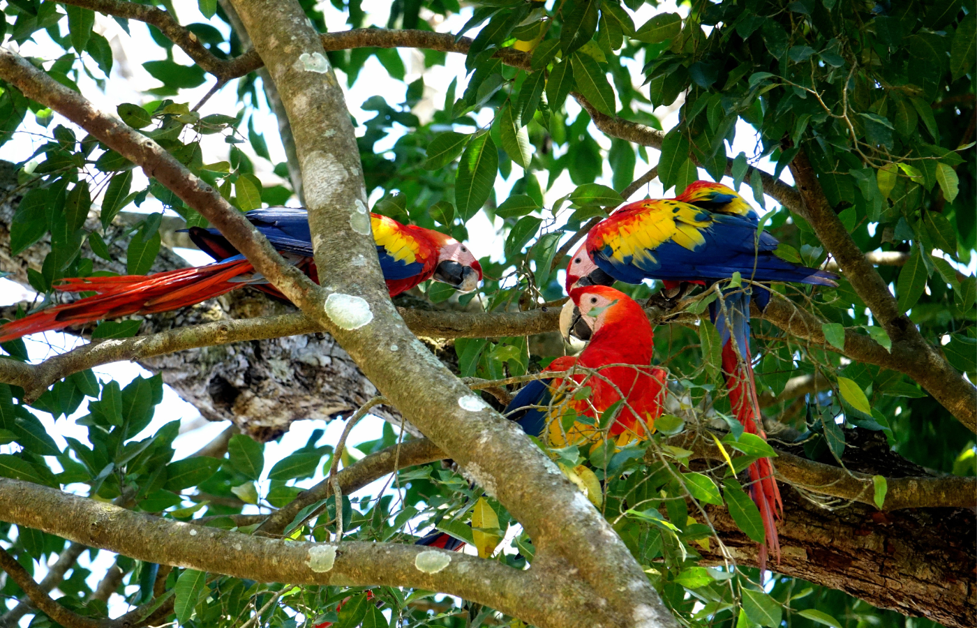 loros y conservación ambiental