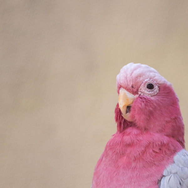veterinarios de aves