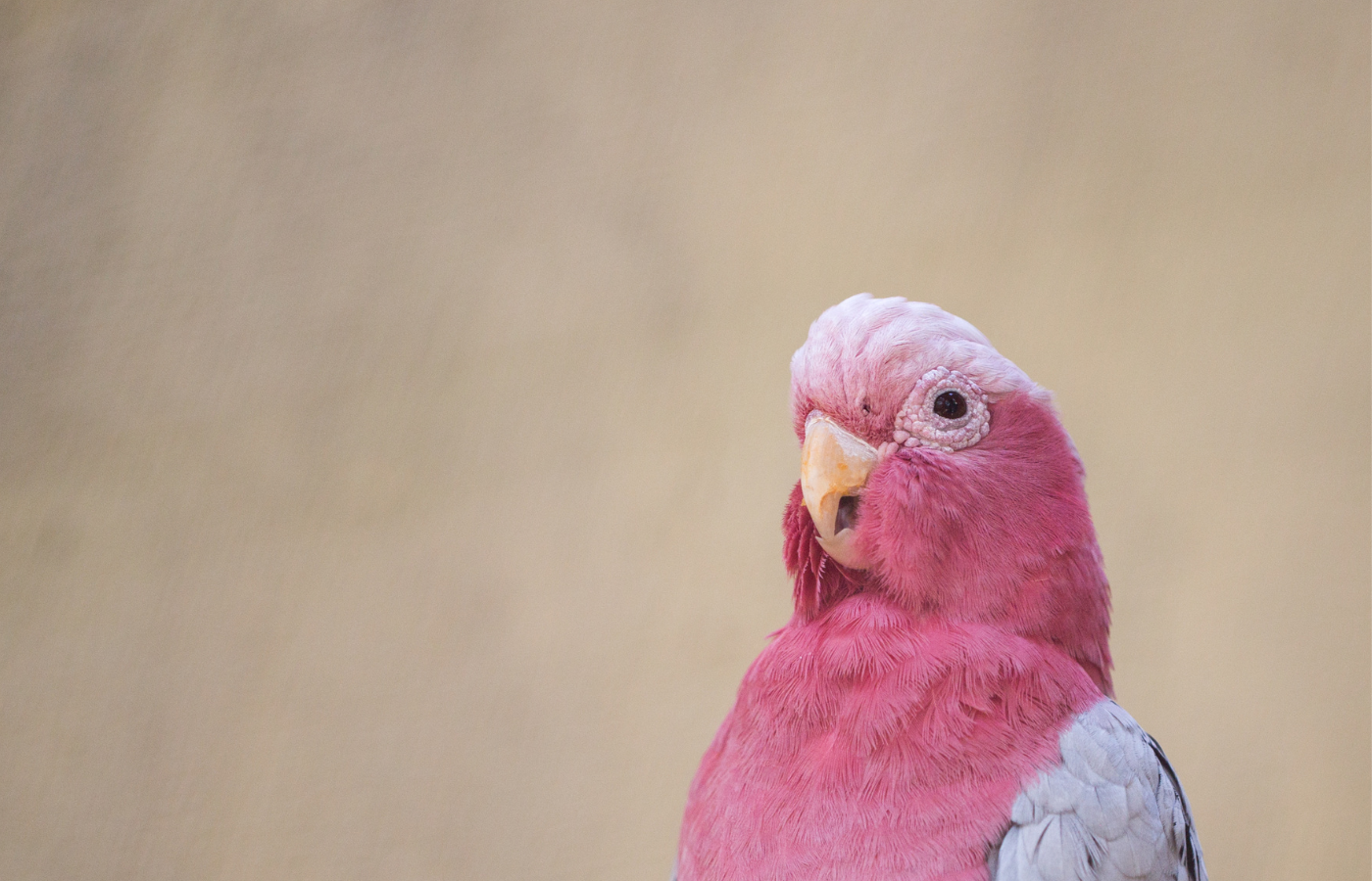 veterinarios de aves