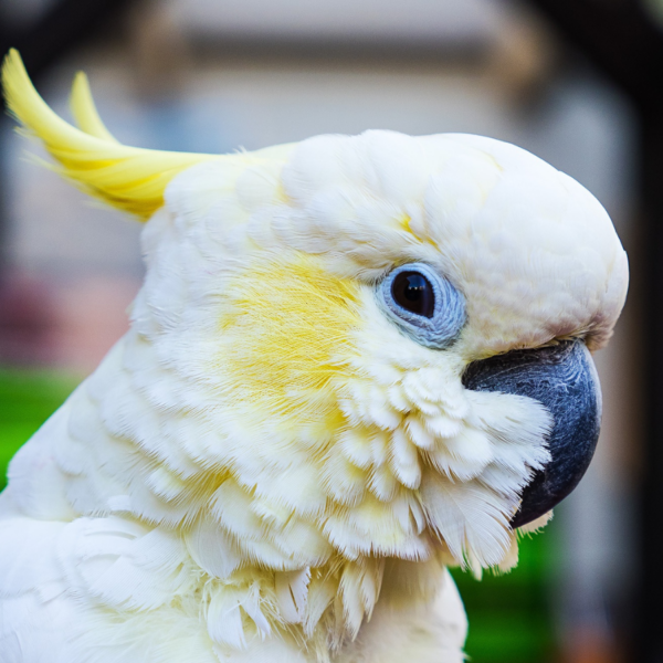 Cacatúas como Mascotas