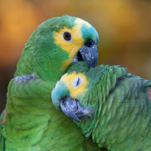 Enfermedades comunes en loros