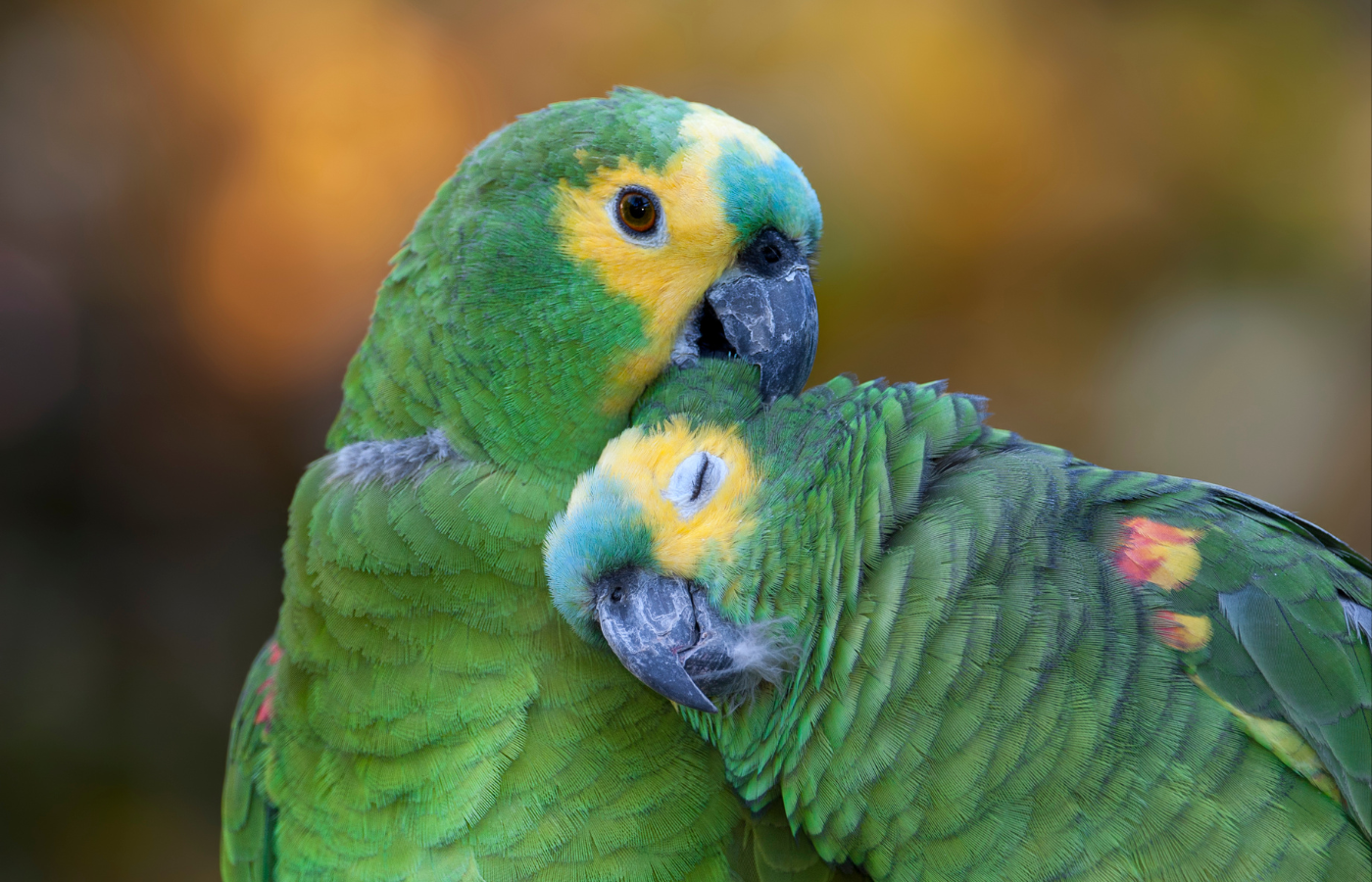 Enfermedades comunes en loros