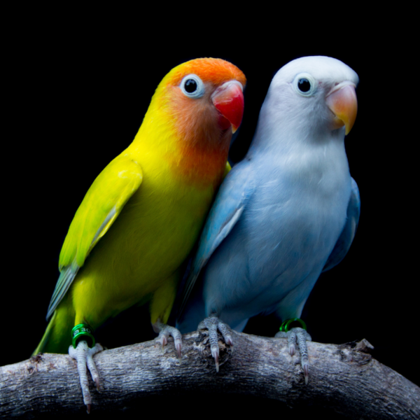 loros en terapia emocional