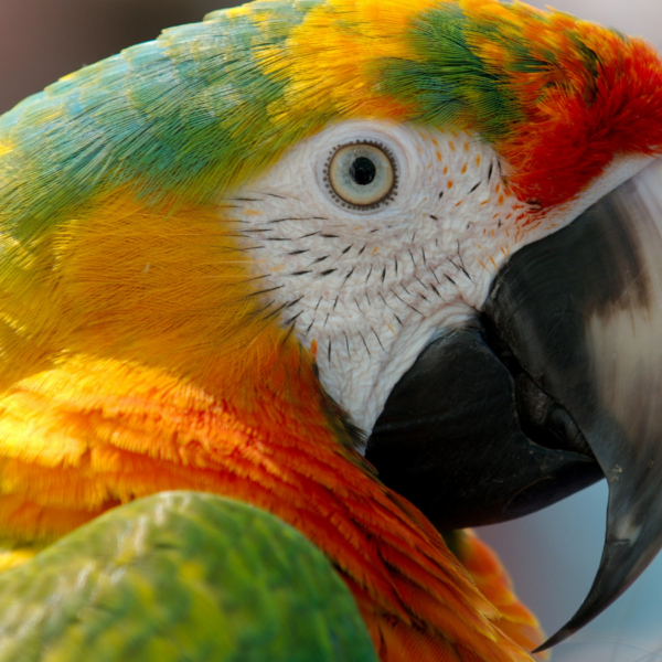 pico de loro agrietado