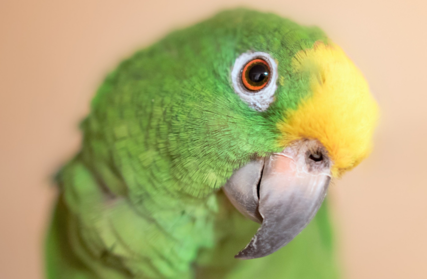 vocabulario de loros